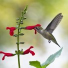 Ruby-throated Hummingbird